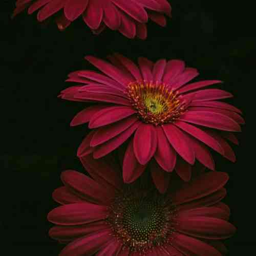 شبو گریه کنم روزا بخندم بزار دشمن ندوند حال دردم